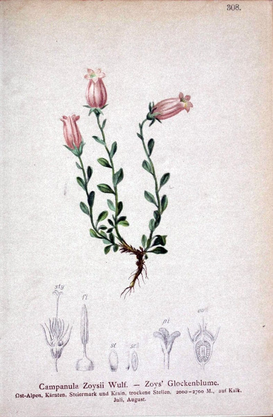 Atlas der Alpenflora /.Wien :Eigenthum und Verlag des Deutschen und Oesterr. Alpenvereins,1882.. |  | Vintage Print Reproduction 459061