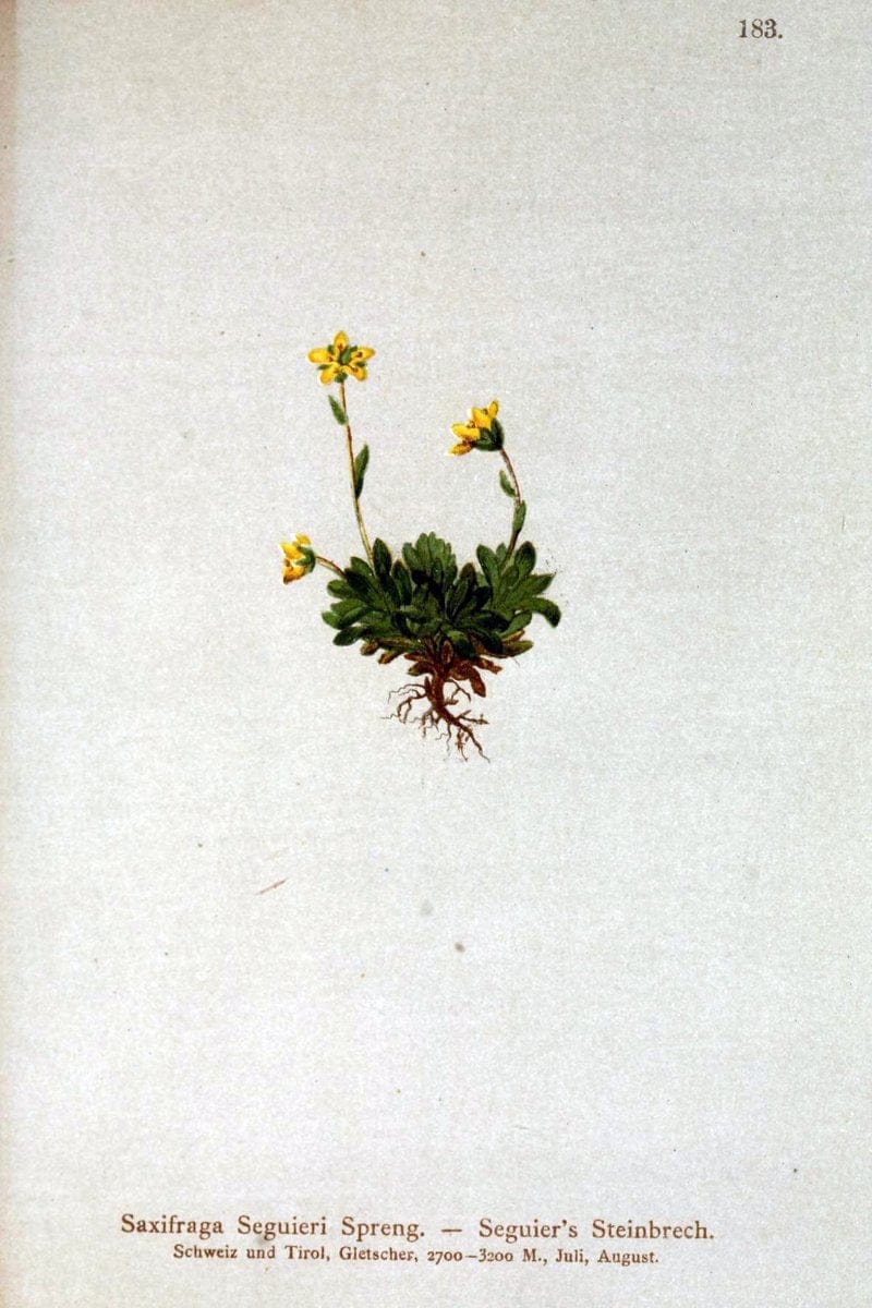 Atlas der Alpenflora /.Wien :Eigenthum und Verlag des Deutschen und Oesterr. Alpenvereins,1882.. |  | Vintage Print Reproduction 459062