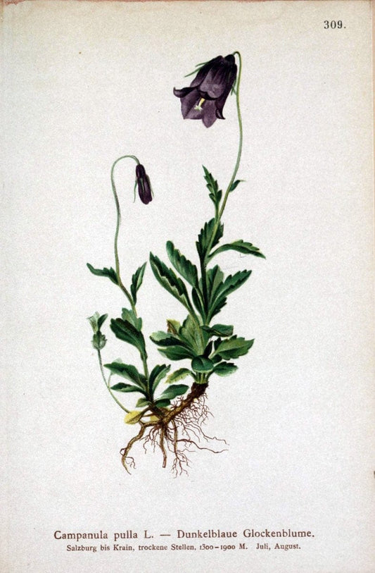 Atlas der Alpenflora /.Wien :Eigenthum und Verlag des Deutschen und Oesterr. Alpenvereins,1882.. |  | Vintage Print Reproduction 459063