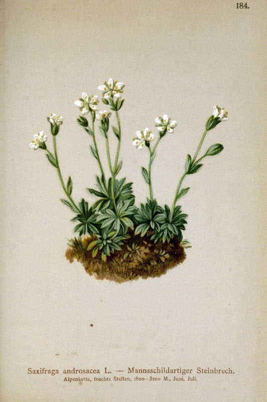 Atlas der Alpenflora /.Wien :Eigenthum und Verlag des Deutschen und Oesterr. Alpenvereins,1882.. |  | Vintage Print Reproduction 459064