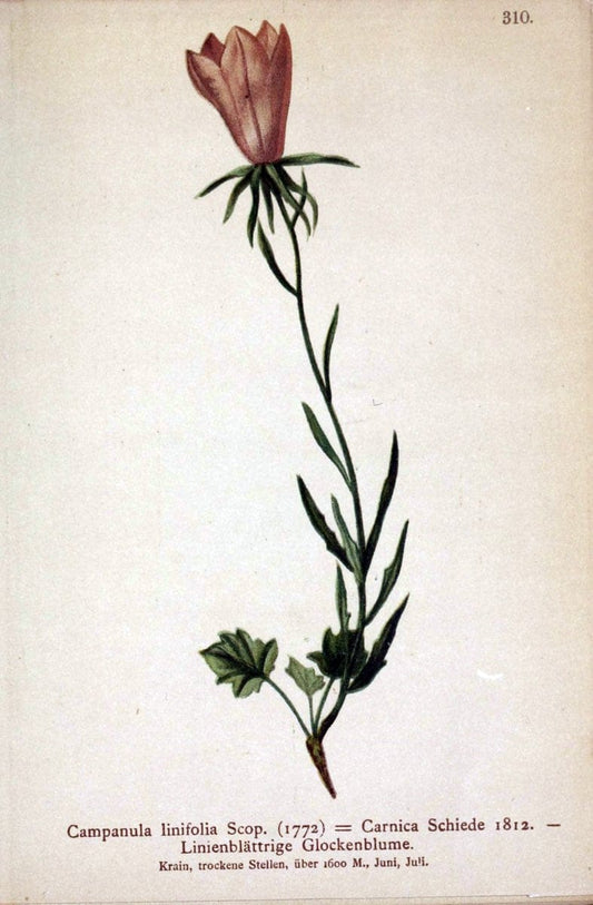 Atlas der Alpenflora /.Wien :Eigenthum und Verlag des Deutschen und Oesterr. Alpenvereins,1882.. |  | Vintage Print Reproduction 459065