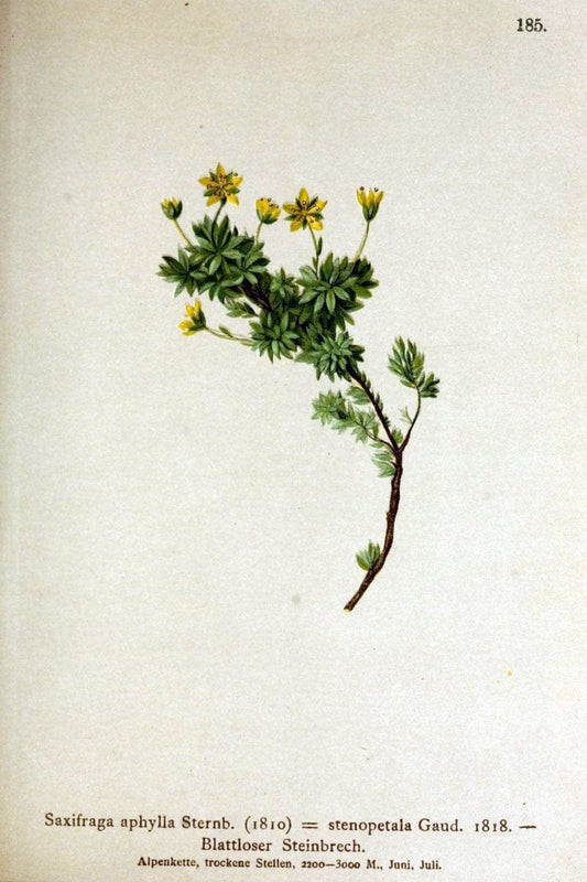Atlas der Alpenflora /.Wien :Eigenthum und Verlag des Deutschen und Oesterr. Alpenvereins,1882.. |  | Vintage Print Reproduction 459066