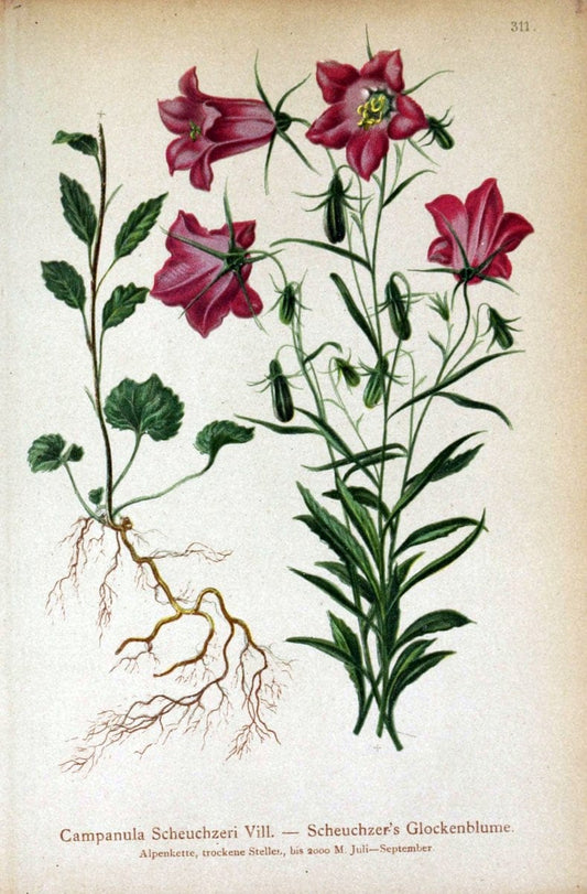 Atlas der Alpenflora /.Wien :Eigenthum und Verlag des Deutschen und Oesterr. Alpenvereins,1882.. |  | Vintage Print Reproduction 459067