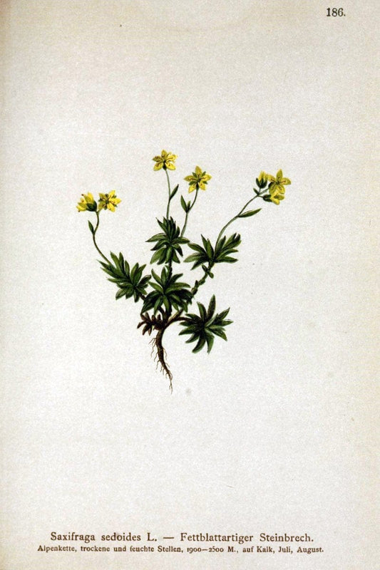 Atlas der Alpenflora /.Wien :Eigenthum und Verlag des Deutschen und Oesterr. Alpenvereins,1882.. |  | Vintage Print Reproduction 459068