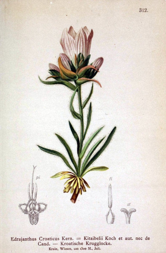 Atlas der Alpenflora /.Wien :Eigenthum und Verlag des Deutschen und Oesterr. Alpenvereins,1882.. |  | Vintage Print Reproduction 459069