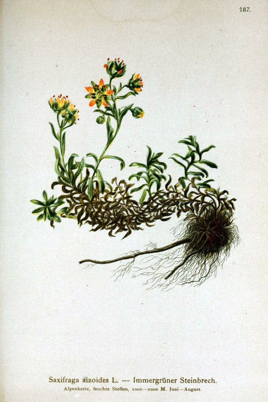 Atlas der Alpenflora /.Wien :Eigenthum und Verlag des Deutschen und Oesterr. Alpenvereins,1882.. |  | Vintage Print Reproduction 459070