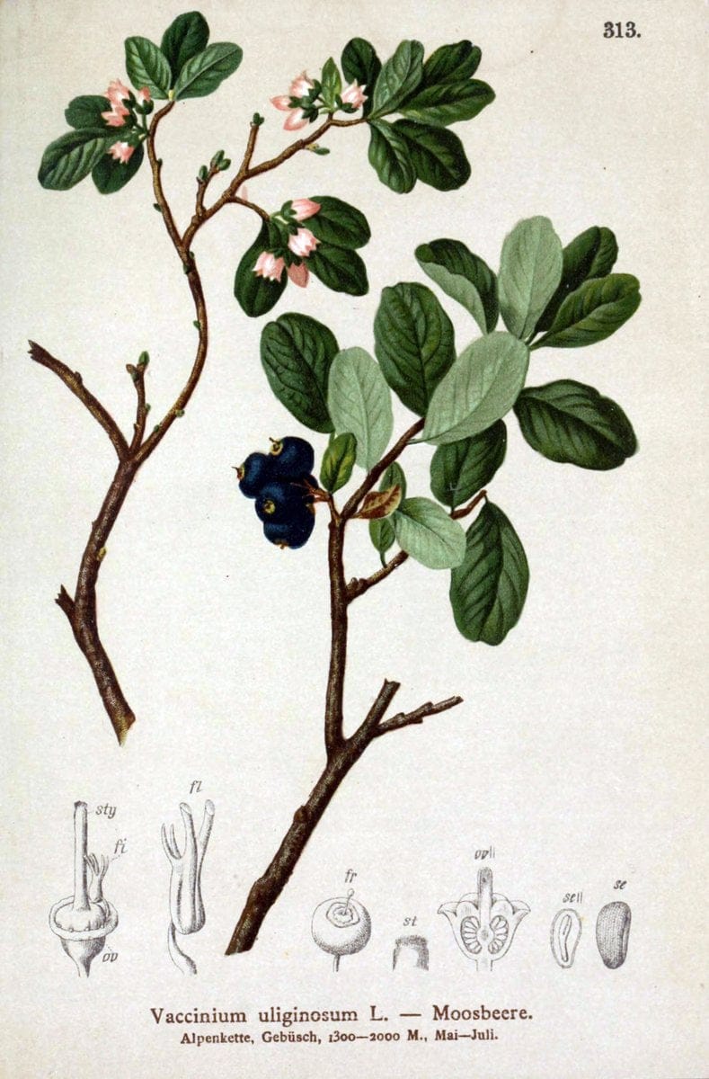Atlas der Alpenflora /.Wien :Eigenthum und Verlag des Deutschen und Oesterr. Alpenvereins,1882.. |  | Vintage Print Reproduction 459071