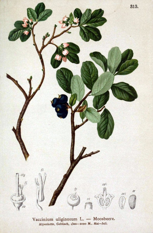 Atlas der Alpenflora /.Wien :Eigenthum und Verlag des Deutschen und Oesterr. Alpenvereins,1882.. |  | Vintage Print Reproduction 459071