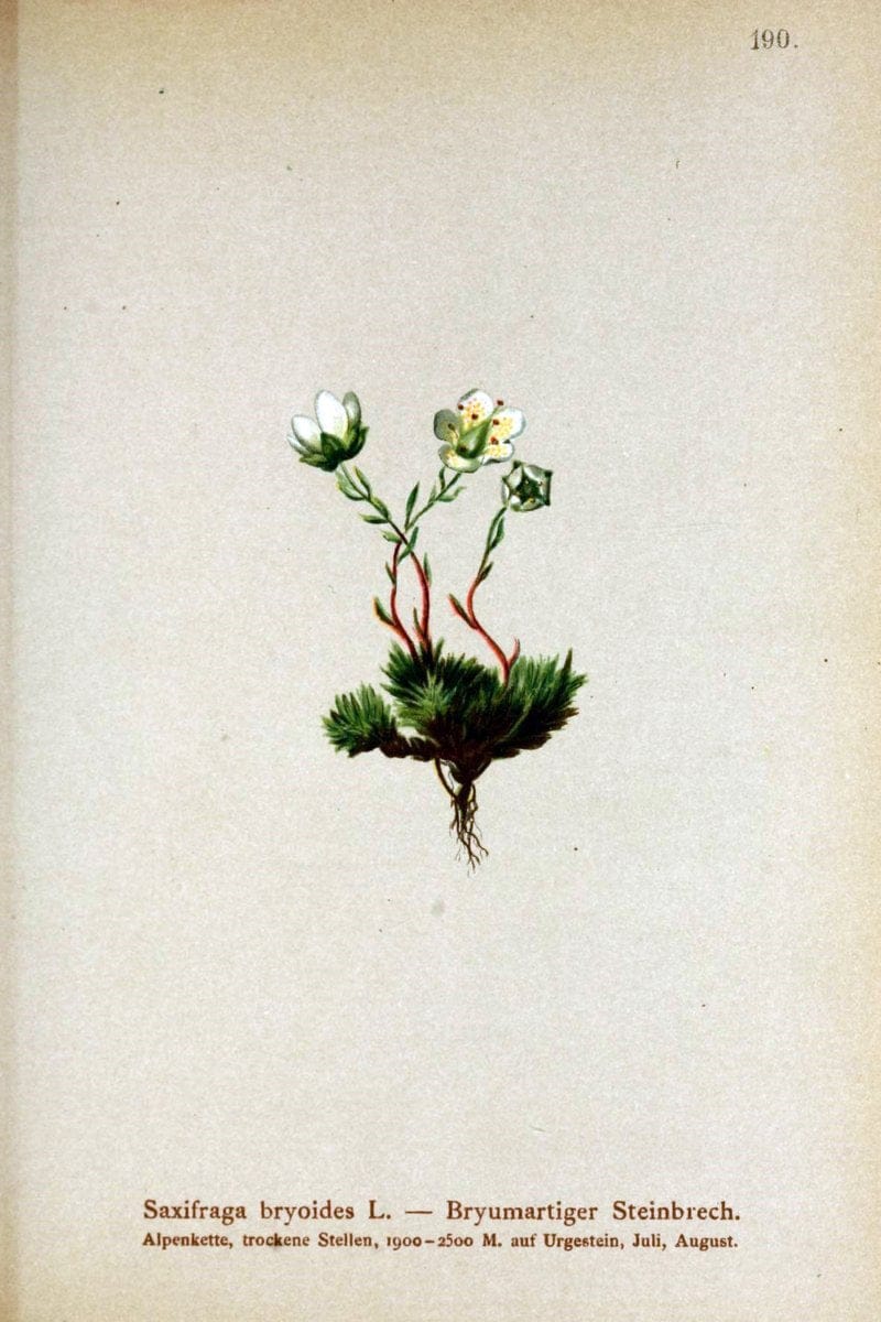 Atlas der Alpenflora /.Wien :Eigenthum und Verlag des Deutschen und Oesterr. Alpenvereins,1882.. |  | Vintage Print Reproduction 459078
