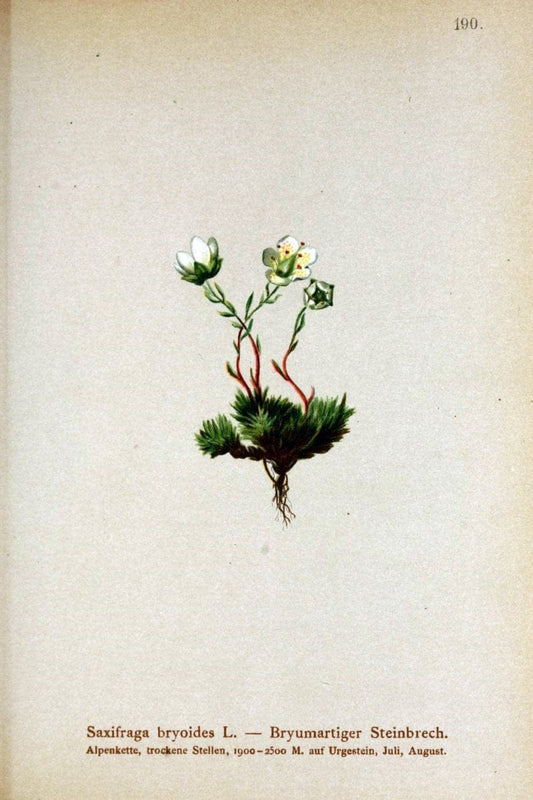 Atlas der Alpenflora /.Wien :Eigenthum und Verlag des Deutschen und Oesterr. Alpenvereins,1882.. |  | Vintage Print Reproduction 459078