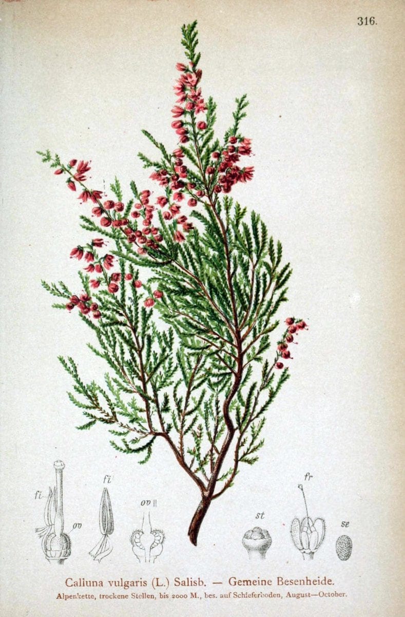Atlas der Alpenflora /.Wien :Eigenthum und Verlag des Deutschen und Oesterr. Alpenvereins,1882.. |  | Vintage Print Reproduction 459079