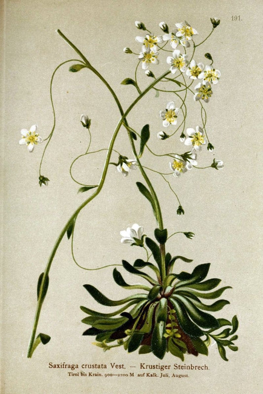Atlas der Alpenflora /.Wien :Eigenthum und Verlag des Deutschen und Oesterr. Alpenvereins,1882.. |  | Vintage Print Reproduction 459080