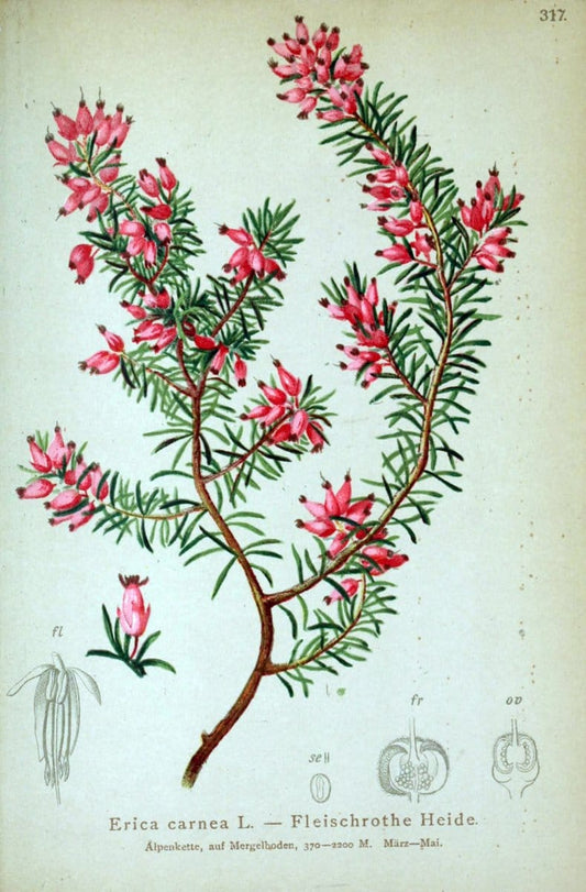 Atlas der Alpenflora /.Wien :Eigenthum und Verlag des Deutschen und Oesterr. Alpenvereins,1882.. |  | Vintage Print Reproduction 459081