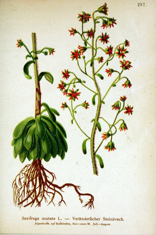 Atlas der Alpenflora /.Wien :Eigenthum und Verlag des Deutschen und Oesterr. Alpenvereins,1882.. |  | Vintage Print Reproduction 459082