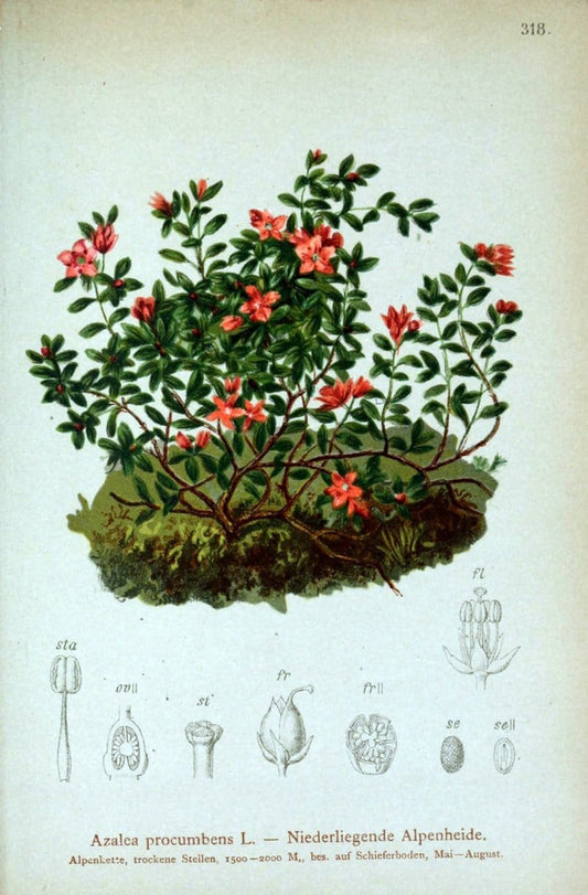 Atlas der Alpenflora /.Wien :Eigenthum und Verlag des Deutschen und Oesterr. Alpenvereins,1882.. |  | Vintage Print Reproduction 459083