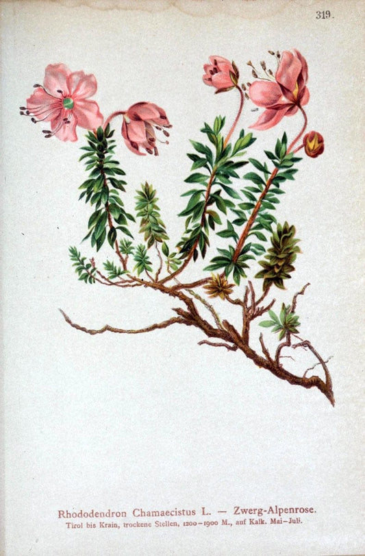 Atlas der Alpenflora /.Wien :Eigenthum und Verlag des Deutschen und Oesterr. Alpenvereins,1882.. |  | Vintage Print Reproduction 459085