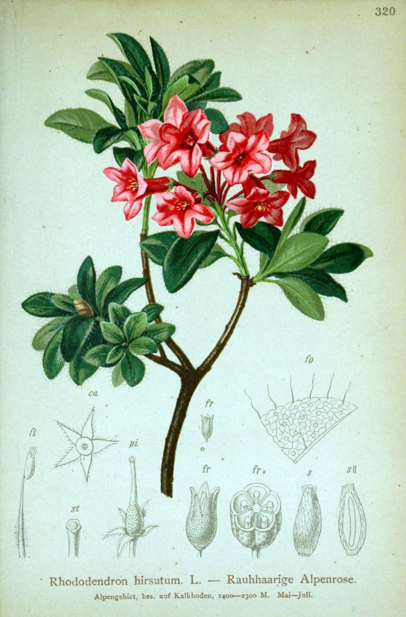 Dragable Image