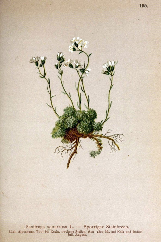 Atlas der Alpenflora /.Wien :Eigenthum und Verlag des Deutschen und Oesterr. Alpenvereins,1882.. |  | Vintage Print Reproduction 459088