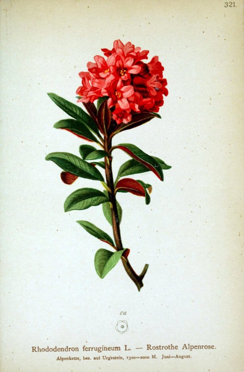 Dragable Image