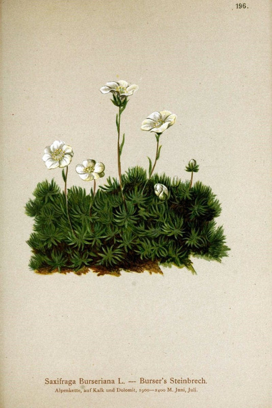 Atlas der Alpenflora /.Wien :Eigenthum und Verlag des Deutschen und Oesterr. Alpenvereins,1882.. |  | Vintage Print Reproduction 459090