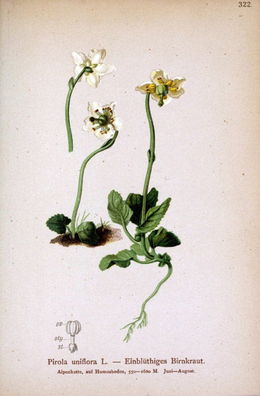 Atlas der Alpenflora /.Wien :Eigenthum und Verlag des Deutschen und Oesterr. Alpenvereins,1882.. |  | Vintage Print Reproduction 459091