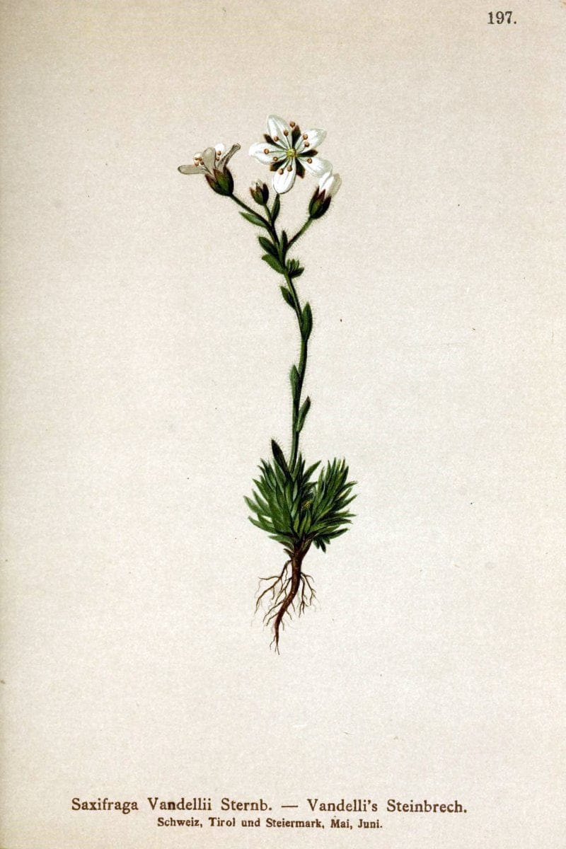 Atlas der Alpenflora /.Wien :Eigenthum und Verlag des Deutschen und Oesterr. Alpenvereins,1882.. |  | Vintage Print Reproduction 459092