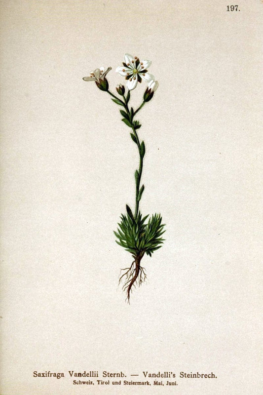 Atlas der Alpenflora /.Wien :Eigenthum und Verlag des Deutschen und Oesterr. Alpenvereins,1882.. |  | Vintage Print Reproduction 459092