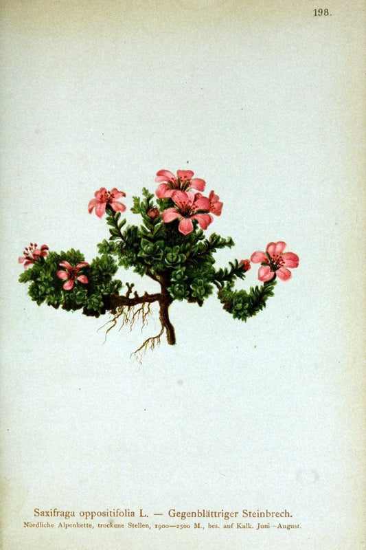 Atlas der Alpenflora /.Wien :Eigenthum und Verlag des Deutschen und Oesterr. Alpenvereins,1882.. |  | Vintage Print Reproduction 459094