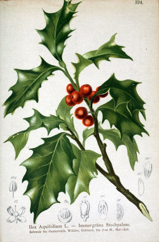Atlas der Alpenflora /.Wien :Eigenthum und Verlag des Deutschen und Oesterr. Alpenvereins,1882.. |  | Vintage Print Reproduction 459095