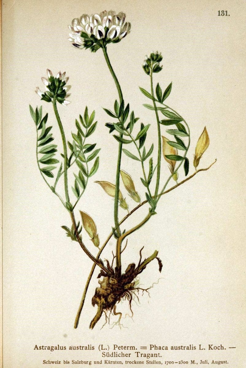 Atlas der Alpenflora /.Wien :Eigenthum und Verlag des Deutschen und Oesterr. Alpenvereins,1882.. |  | Vintage Print Reproduction 459096