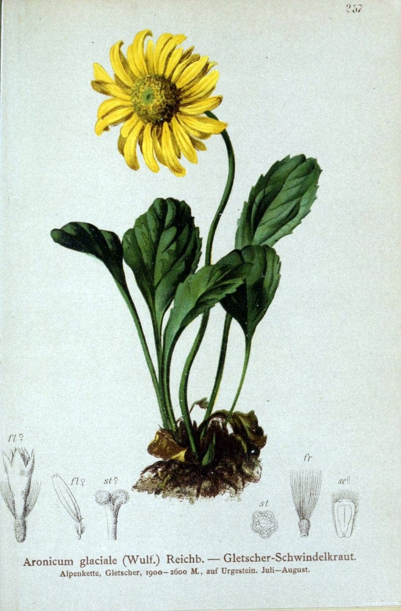 Atlas der Alpenflora /.Wien :Eigenthum und Verlag des Deutschen und Oesterr. Alpenvereins,1882.. |  | Vintage Print Reproduction 459097