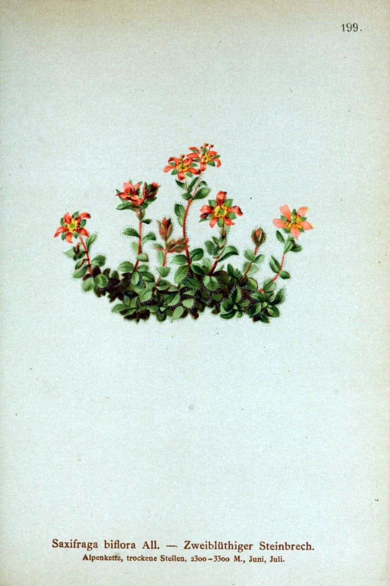 Atlas der Alpenflora /.Wien :Eigenthum und Verlag des Deutschen und Oesterr. Alpenvereins,1882.. |  | Vintage Print Reproduction 459098
