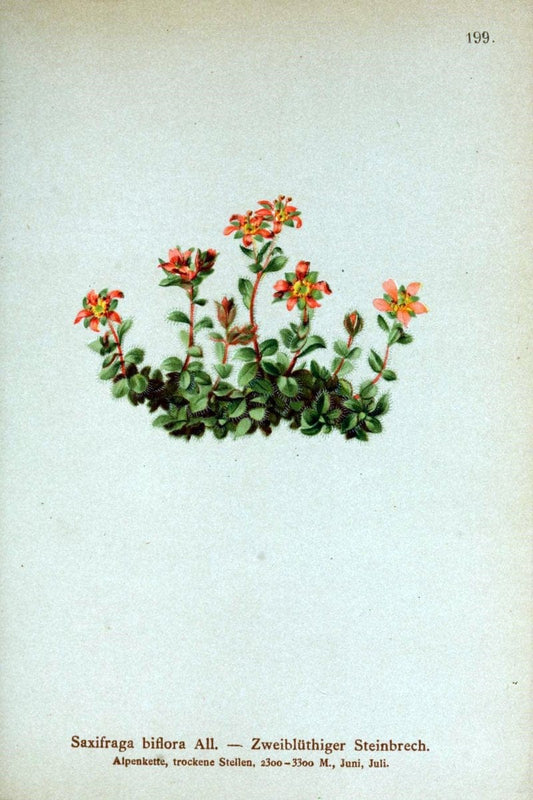 Atlas der Alpenflora /.Wien :Eigenthum und Verlag des Deutschen und Oesterr. Alpenvereins,1882.. |  | Vintage Print Reproduction 459098