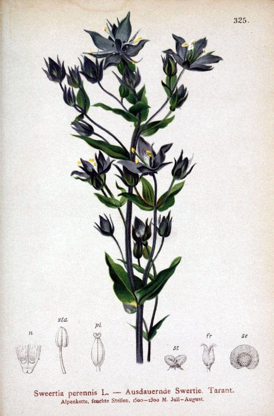 Atlas der Alpenflora /.Wien :Eigenthum und Verlag des Deutschen und Oesterr. Alpenvereins,1882.. |  | Vintage Print Reproduction 459099