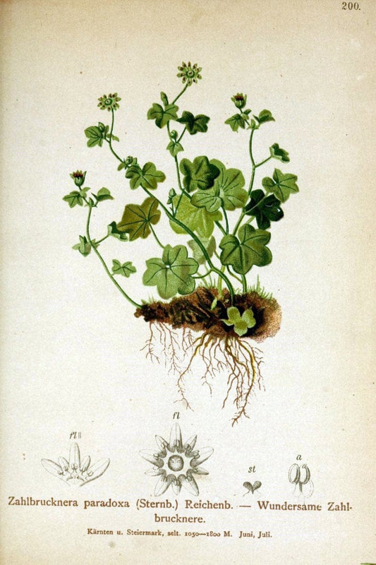 Atlas der Alpenflora /.Wien :Eigenthum und Verlag des Deutschen und Oesterr. Alpenvereins,1882.. |  | Vintage Print Reproduction 459100