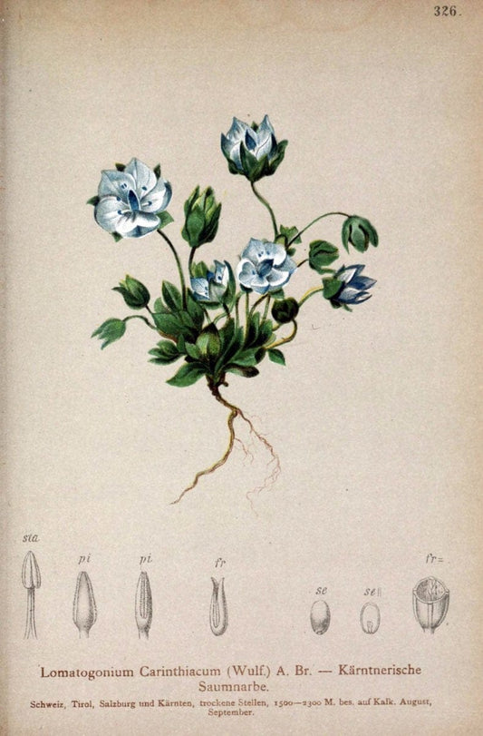 Atlas der Alpenflora /.Wien :Eigenthum und Verlag des Deutschen und Oesterr. Alpenvereins,1882.. |  | Vintage Print Reproduction 459101