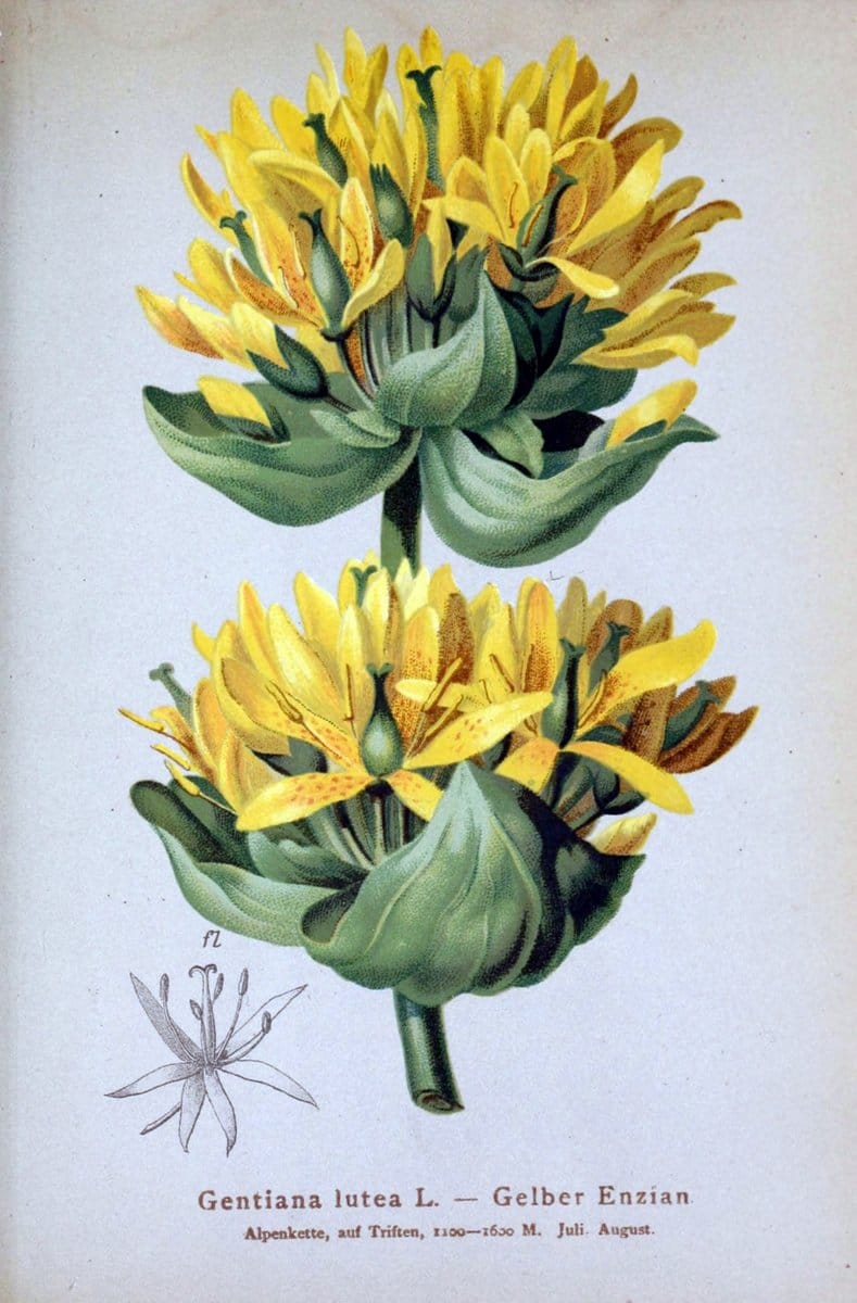 Atlas der Alpenflora /.Wien :Eigenthum und Verlag des Deutschen und Oesterr. Alpenvereins,1882.. |  | Vintage Print Reproduction 459103