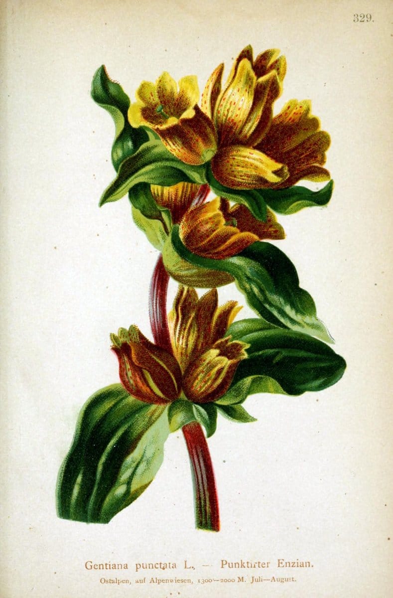 Atlas der Alpenflora /.Wien :Eigenthum und Verlag des Deutschen und Oesterr. Alpenvereins,1882.. |  | Vintage Print Reproduction 459107