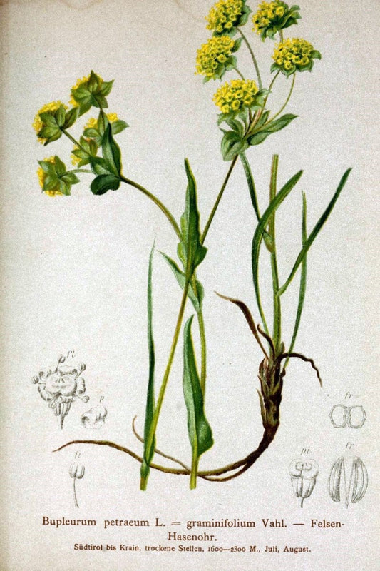 Atlas der Alpenflora /.Wien :Eigenthum und Verlag des Deutschen und Oesterr. Alpenvereins,1882.. |  | Vintage Print Reproduction 459108