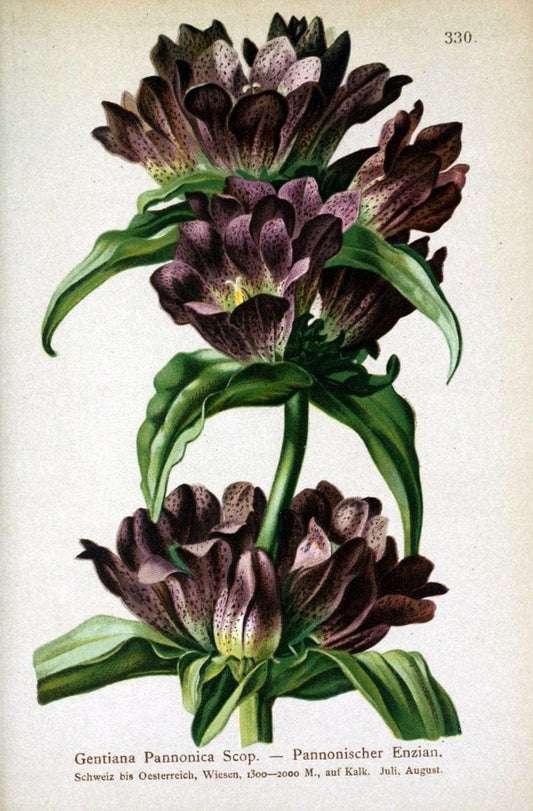 Atlas der Alpenflora /.Wien :Eigenthum und Verlag des Deutschen und Oesterr. Alpenvereins,1882.. |  | Vintage Print Reproduction 459109