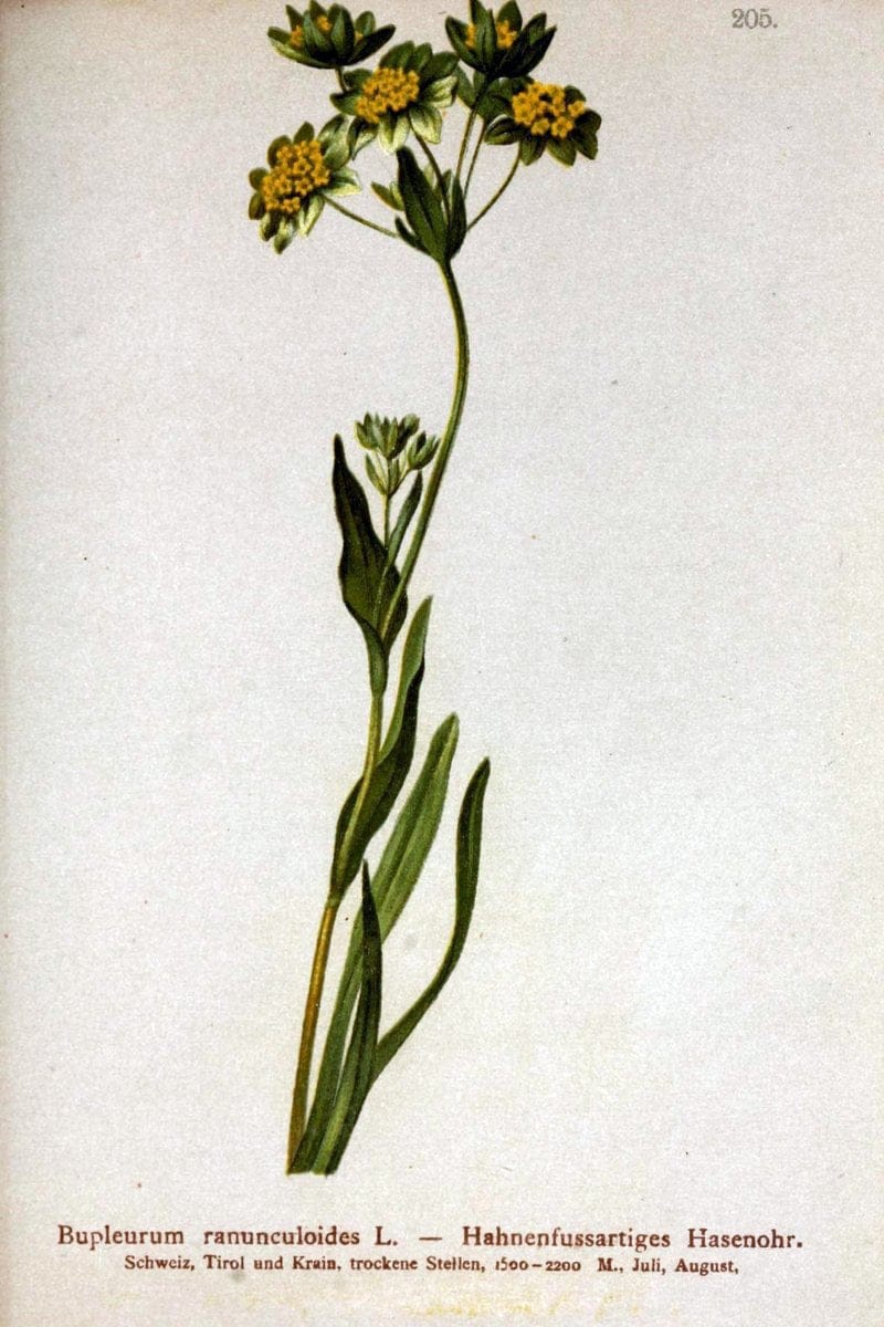Atlas der Alpenflora /.Wien :Eigenthum und Verlag des Deutschen und Oesterr. Alpenvereins,1882.. |  | Vintage Print Reproduction 459110