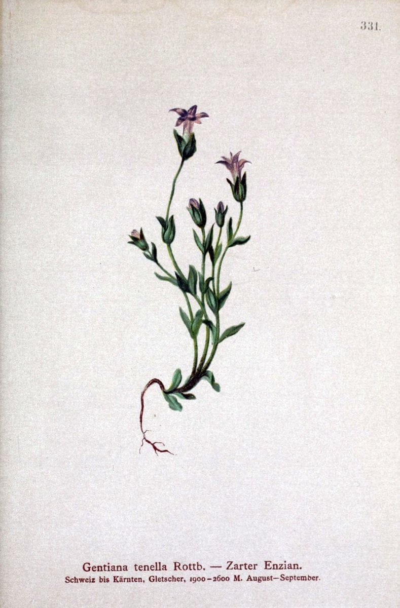 Atlas der Alpenflora /.Wien :Eigenthum und Verlag des Deutschen und Oesterr. Alpenvereins,1882.. |  | Vintage Print Reproduction 459111