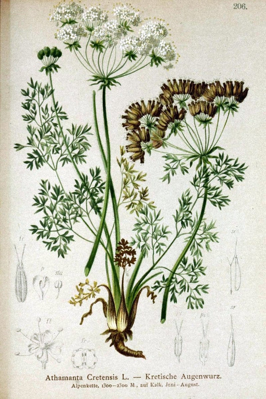 Atlas der Alpenflora /.Wien :Eigenthum und Verlag des Deutschen und Oesterr. Alpenvereins,1882.. |  | Vintage Print Reproduction 459112