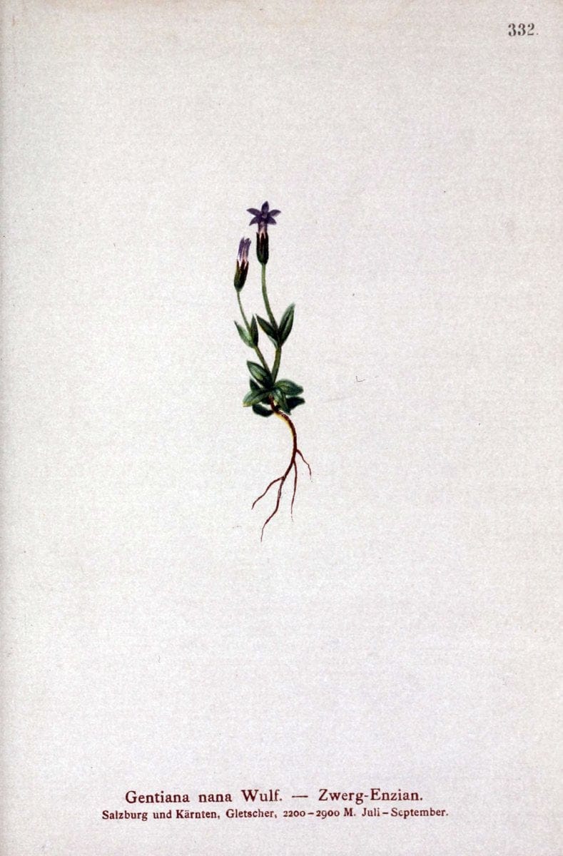 Atlas der Alpenflora /.Wien :Eigenthum und Verlag des Deutschen und Oesterr. Alpenvereins,1882.. |  | Vintage Print Reproduction 459113