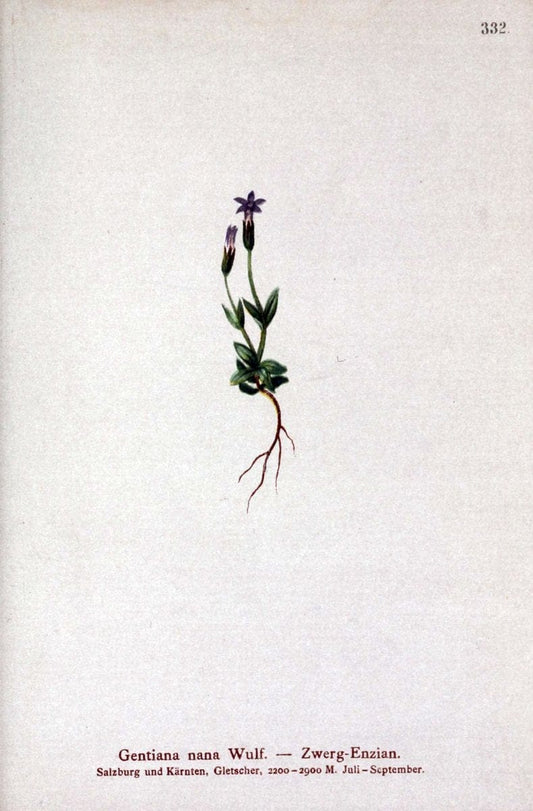 Atlas der Alpenflora /.Wien :Eigenthum und Verlag des Deutschen und Oesterr. Alpenvereins,1882.. |  | Vintage Print Reproduction 459113