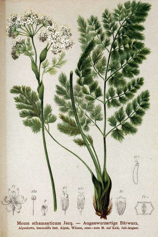 Atlas der Alpenflora /.Wien :Eigenthum und Verlag des Deutschen und Oesterr. Alpenvereins,1882.. |  | Vintage Print Reproduction 459114