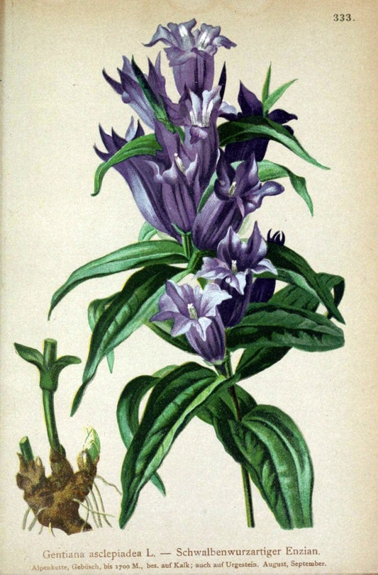 Atlas der Alpenflora /.Wien :Eigenthum und Verlag des Deutschen und Oesterr. Alpenvereins,1882.. |  | Vintage Print Reproduction 459115
