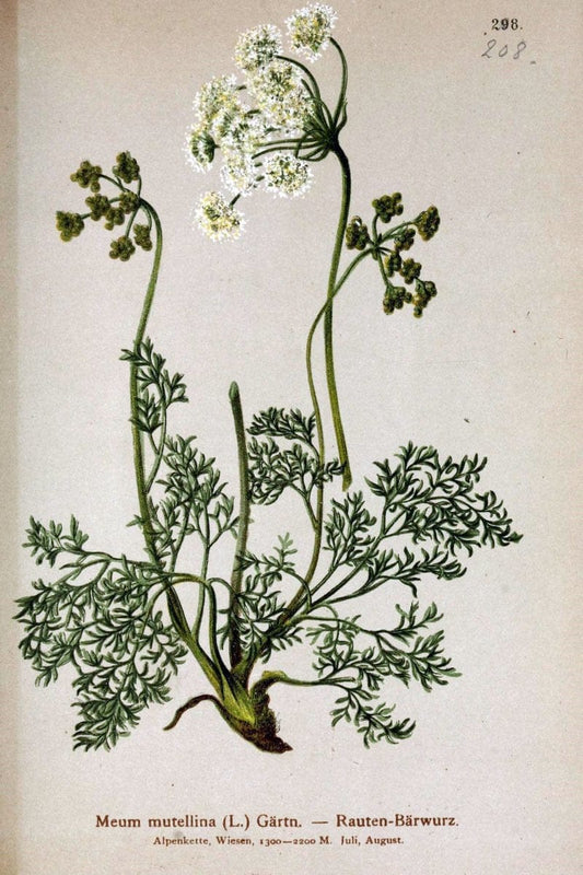 Atlas der Alpenflora /.Wien :Eigenthum und Verlag des Deutschen und Oesterr. Alpenvereins,1882.. |  | Vintage Print Reproduction 459116