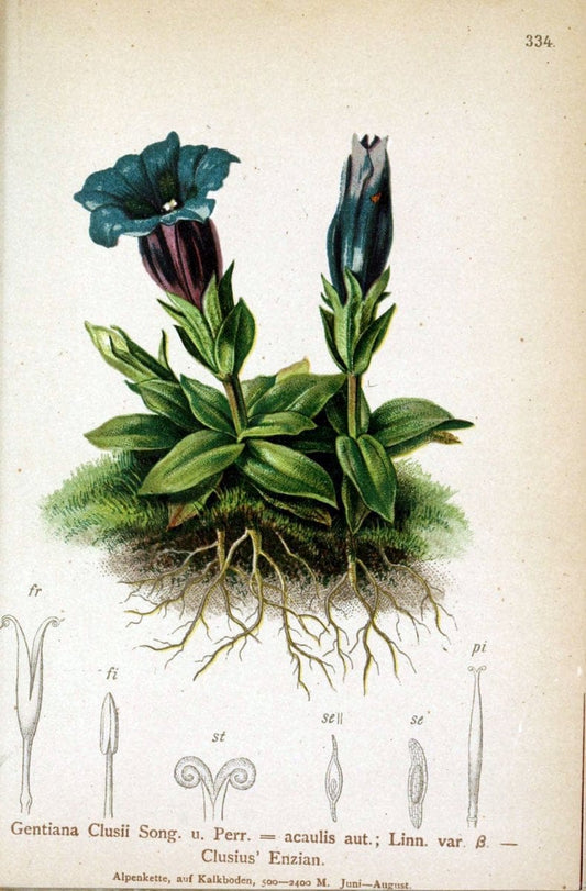 Atlas der Alpenflora /.Wien :Eigenthum und Verlag des Deutschen und Oesterr. Alpenvereins,1882.. |  | Vintage Print Reproduction 459117