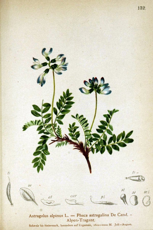 Atlas der Alpenflora /.Wien :Eigenthum und Verlag des Deutschen und Oesterr. Alpenvereins,1882.. |  | Vintage Print Reproduction 459118